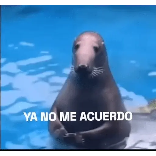 🥳 RAMDOM CONTESTABLES 😎