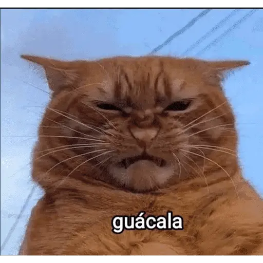 🥳 RAMDOM CONTESTABLES 😎