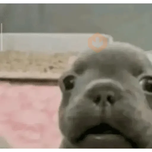 pibble sticker 15