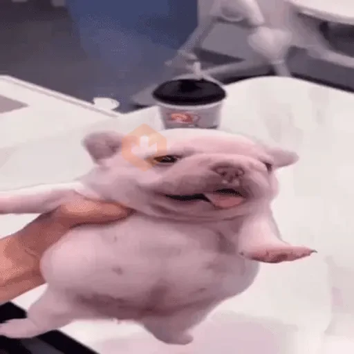 pibble sticker 14