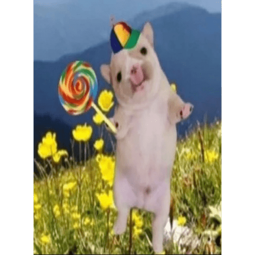 pibble preview