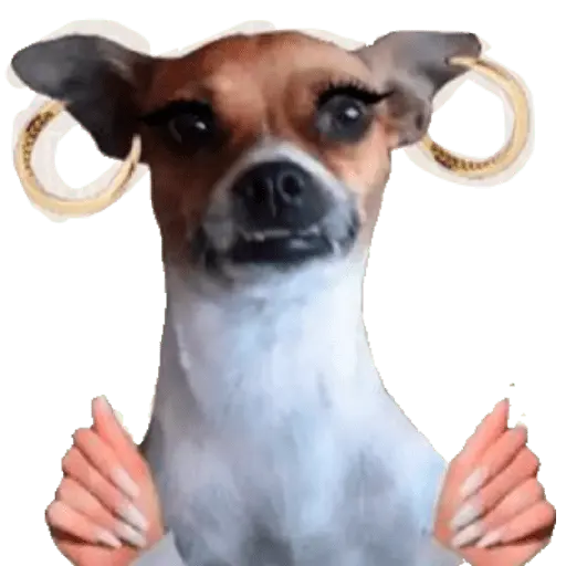 mi ciela