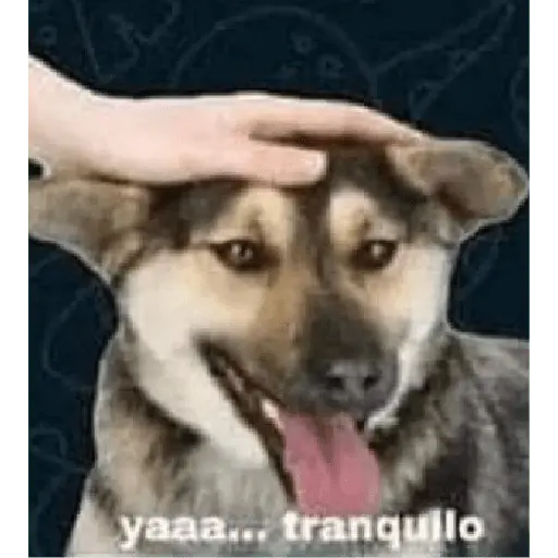 mi ciela