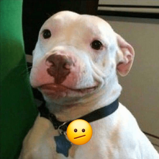 cachorros que todos amam preview