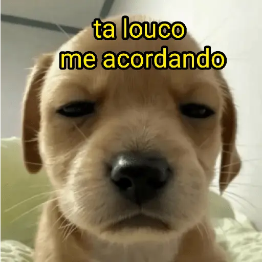 cachorros que todos amam