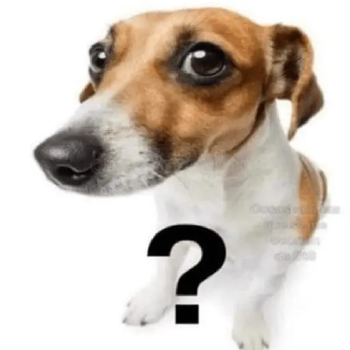 cachorros que todos amam