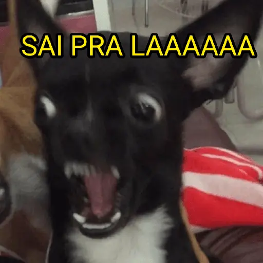 cachorros que todos amam
