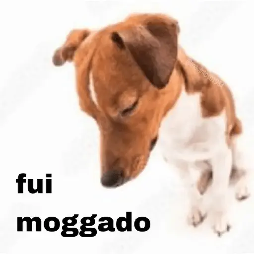 cachorros que todos amam