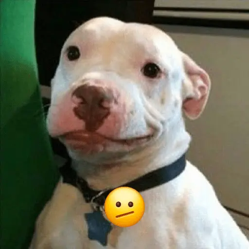 cachorros que todos amam