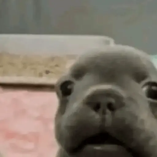 cachorros que todos amam