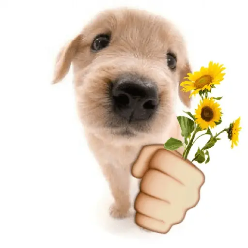 cachorros que todos amam