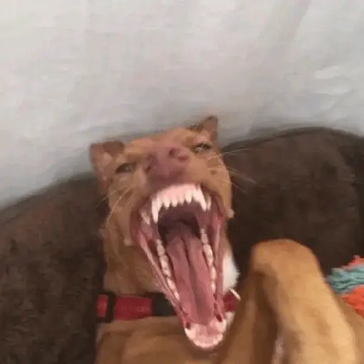 cachorros que todos amam