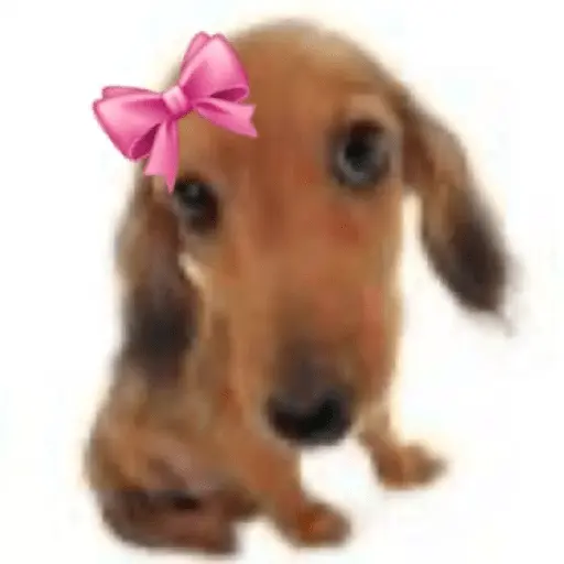 cachorros que todos amam