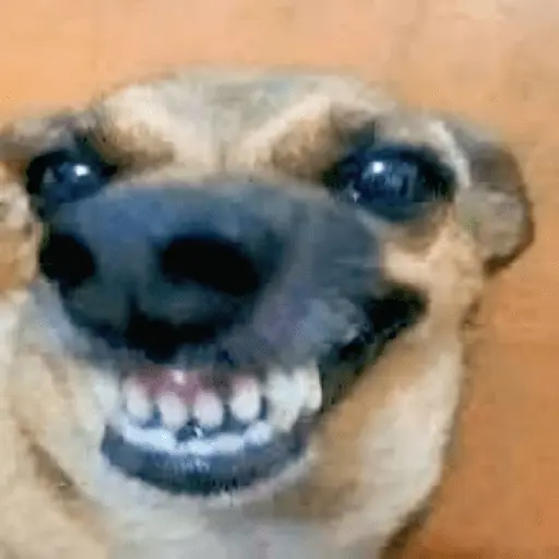 cachorros que todos amam