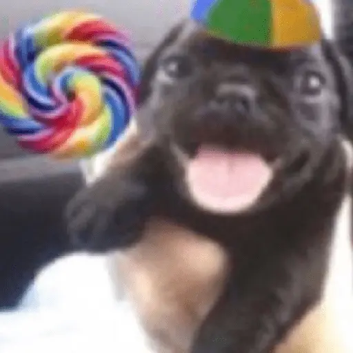 cachorros que todos amam