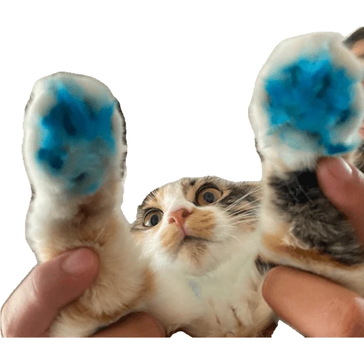 Catdog