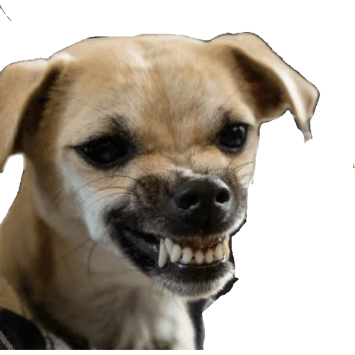 Catdog