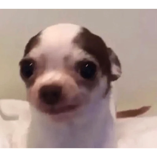 Catdog