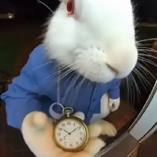 ⏱️🐰 Conejo con reloj 2 🐰⏱️