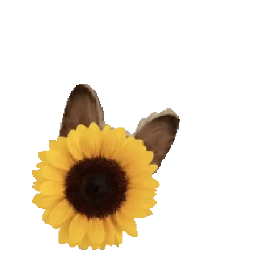 Flores amarillas 🌼🌻💐