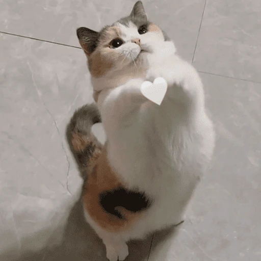 gatitos bonitos 💗