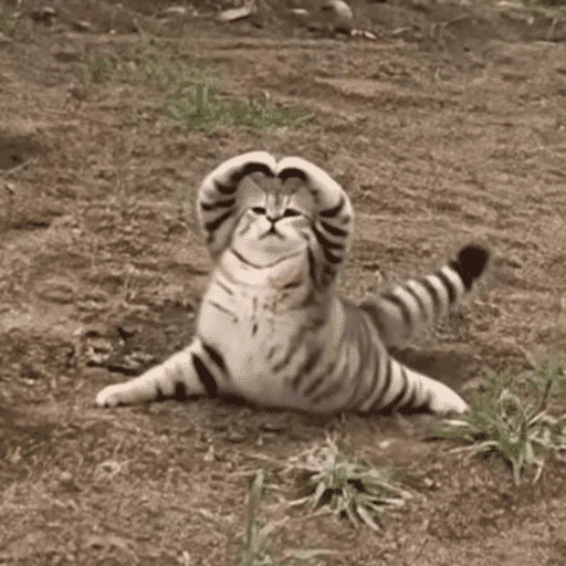 gatitos bonitos 💗