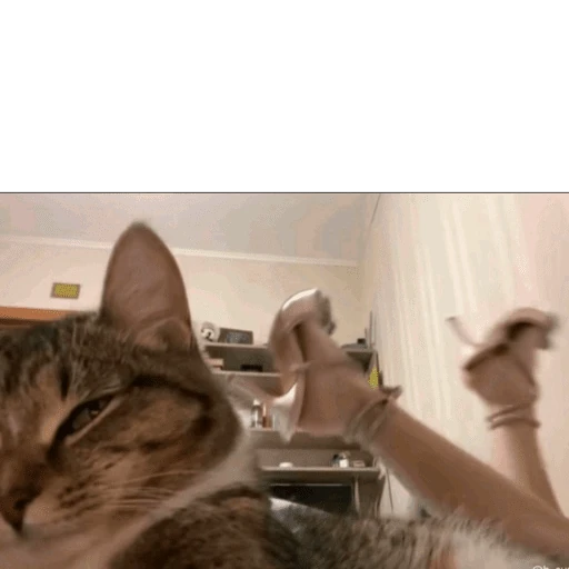 gatitos bonitos 💗