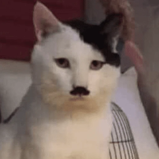 gatitos bonitos 💗