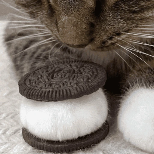 gatitos bonitos 💗