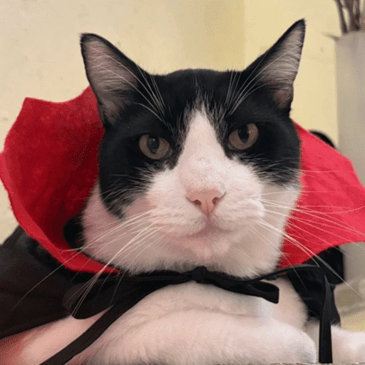 gatitos bonitos 💗