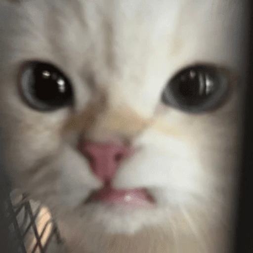 gatitos bonitos 💗