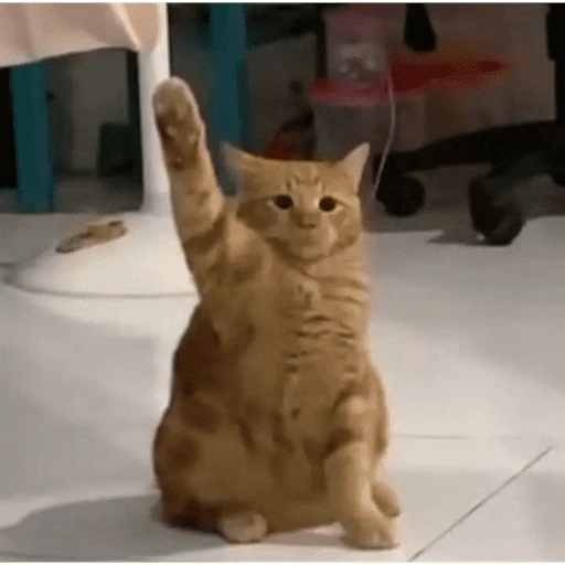 gatitos bonitos 💗
