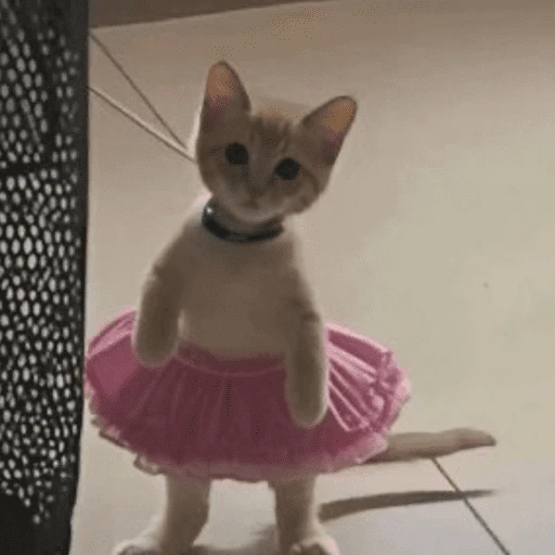 gatitos bonitos 💗