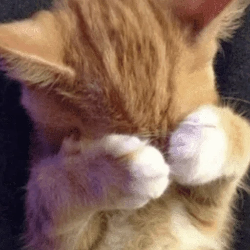 gatitos bonitos 💗