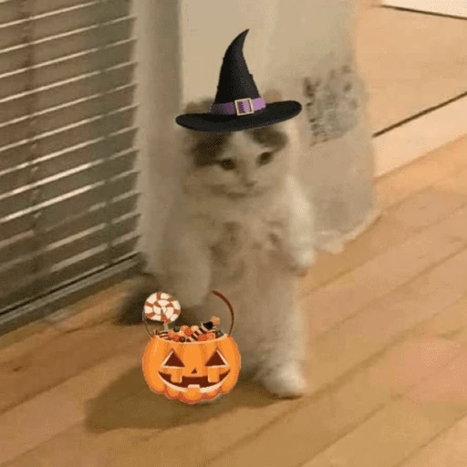 gatitos bonitos 💗