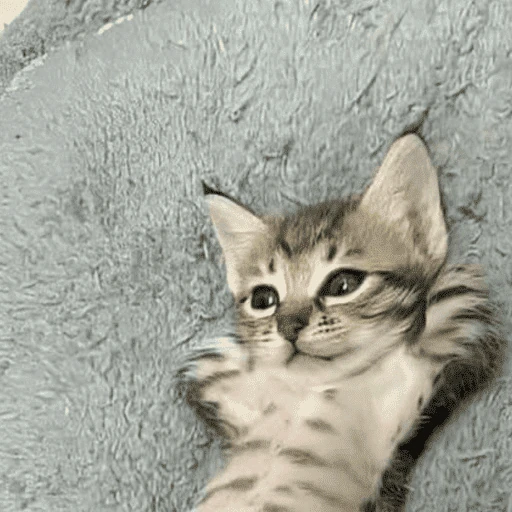 gatitos bonitos 💗