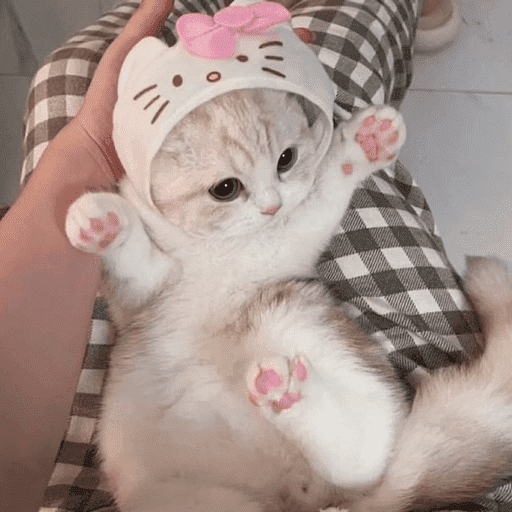 gatitos bonitos 💗 preview