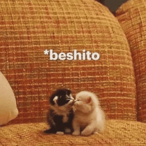 gatitos bonitos 💗