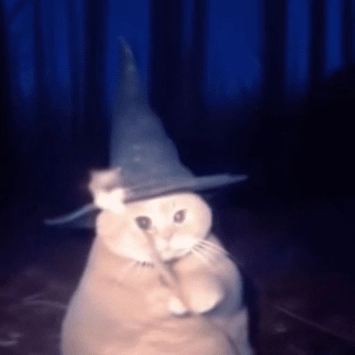 gatitos bonitos 💗