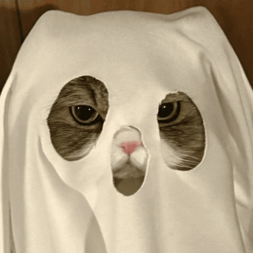 gatitos bonitos 💗