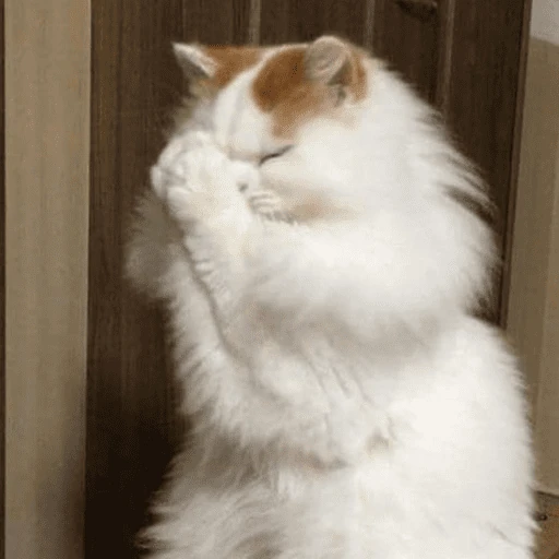 gatitos bonitos 💗