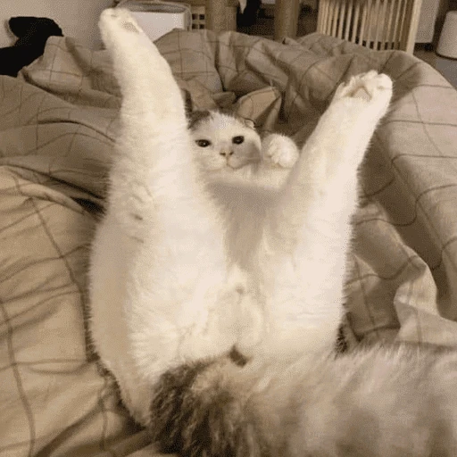 gatitos bonitos 💗