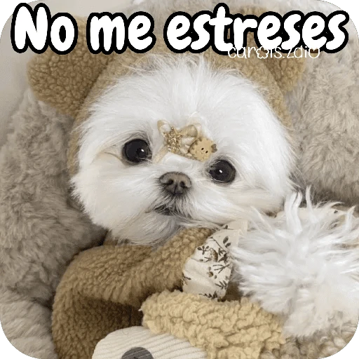 Reacciones Perritos coquetos 🐶