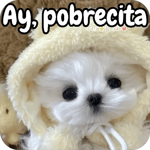 Reacciones Perritos coquetos 🐶