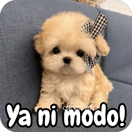 Reacciones Perritos coquetos 🐶