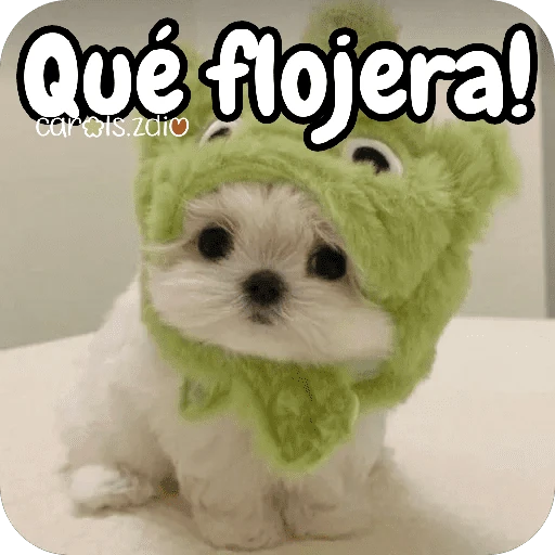 Reacciones Perritos coquetos 🐶