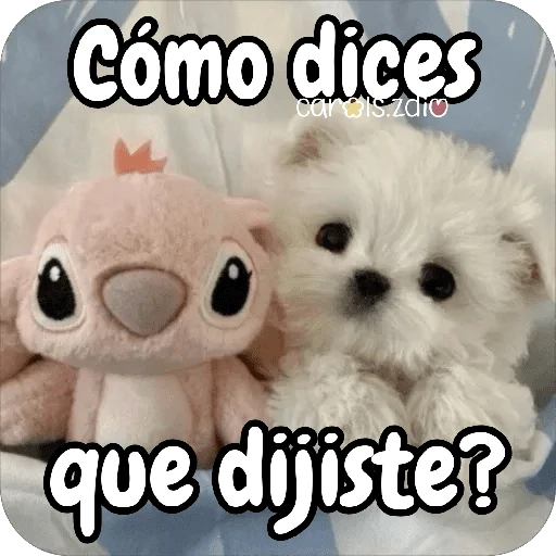 Reacciones Perritos coquetos 🐶