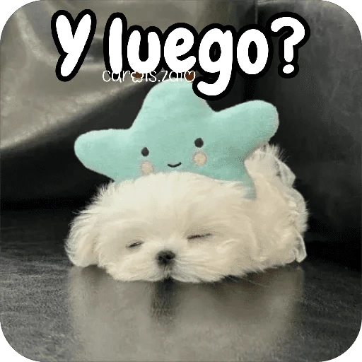 Reacciones Perritos coquetos 🐶