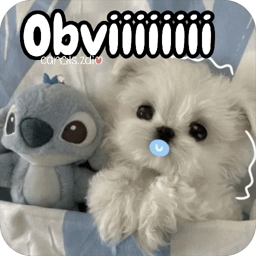Reacciones Perritos coquetos 🐶