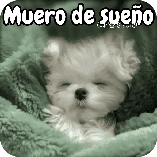 Reacciones Perritos coquetos 🐶